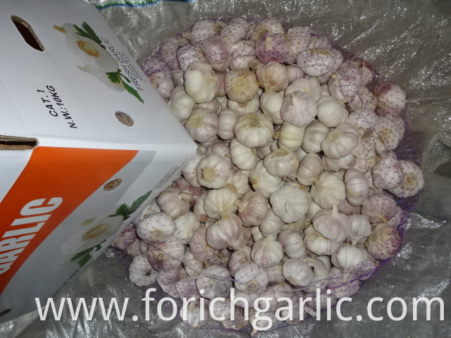 New Crop Garlic 5 0cm